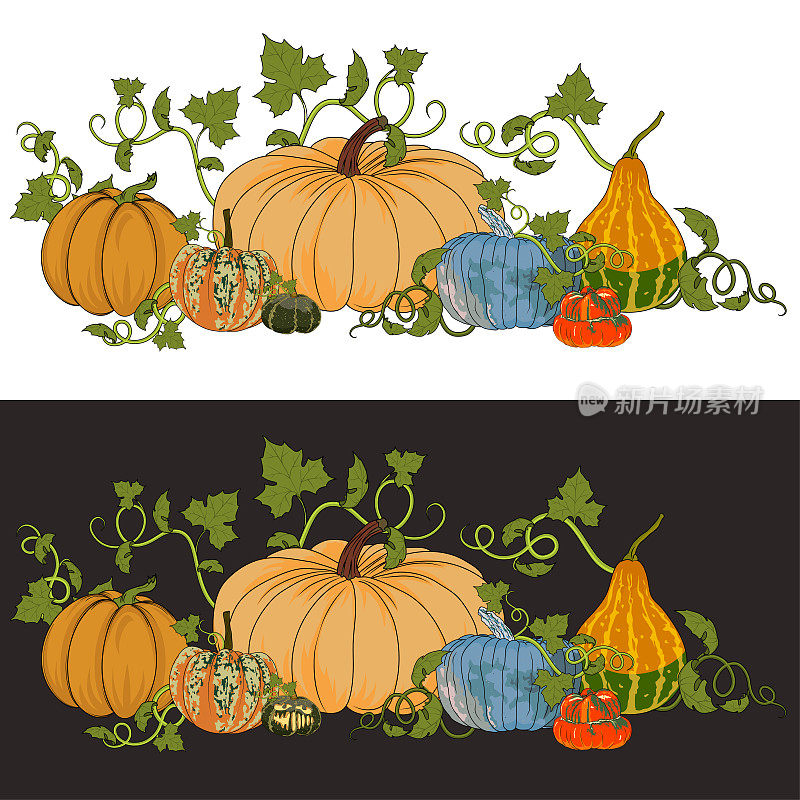 Two illustrations of pumpkins for Halloween and Thanksgiving Day on a white and dark colors. Background for fall fairs with different varieties of pumpkins.